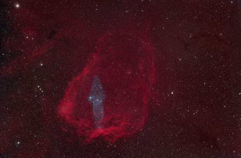 Image: bat-squid-ho