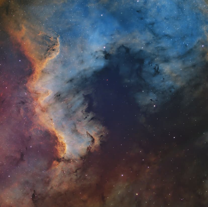 cygnus-wall-sho